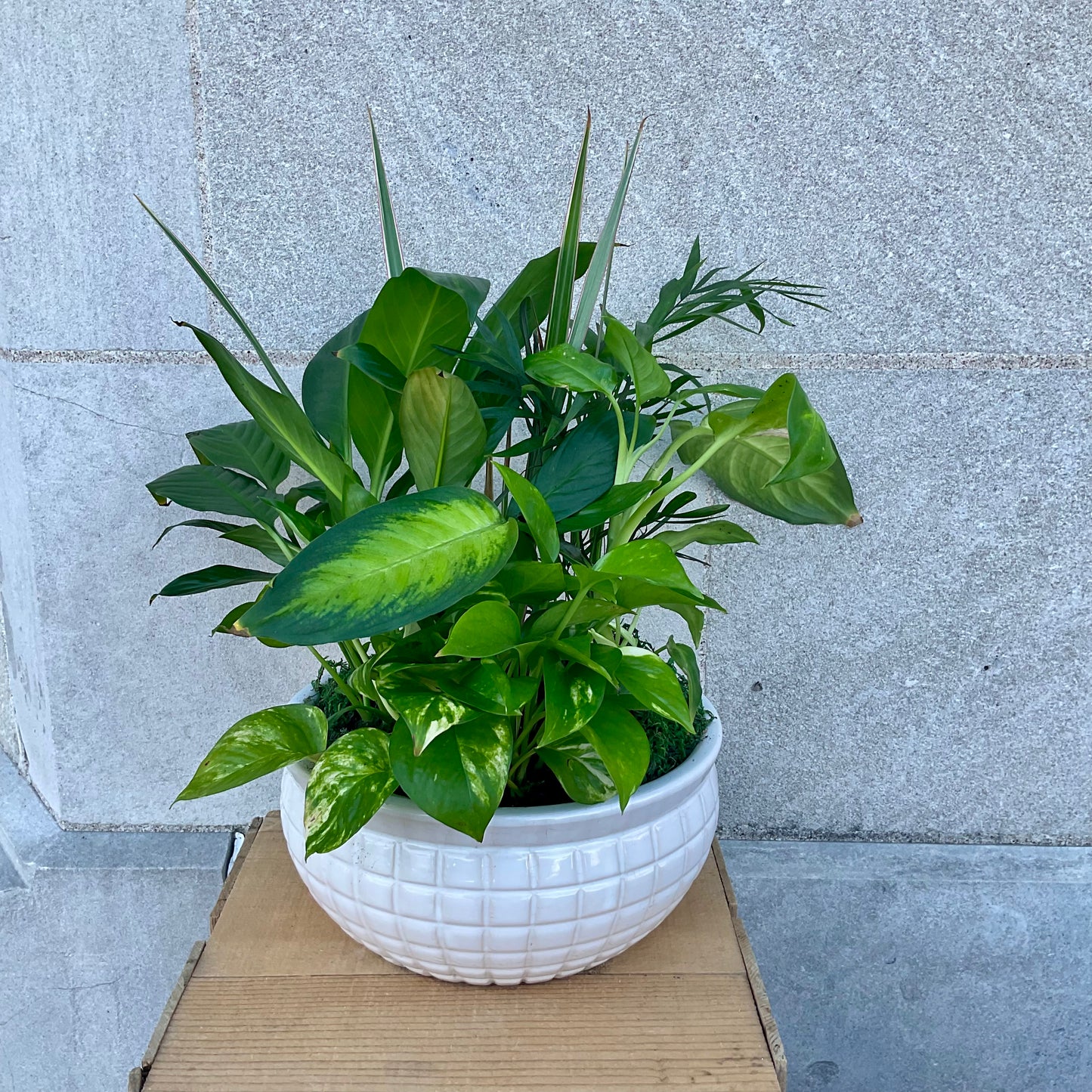 Plant Garden