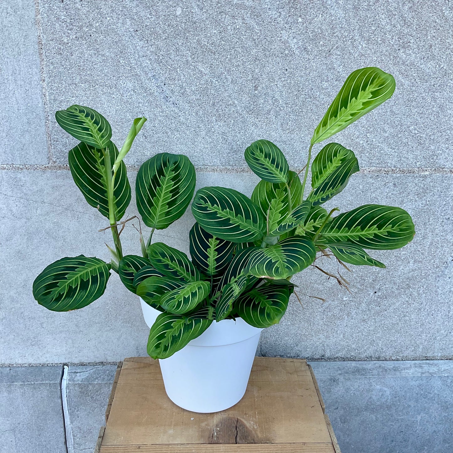 6 inch Prayer Plant