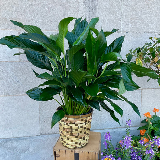 8 inch Peace Lily