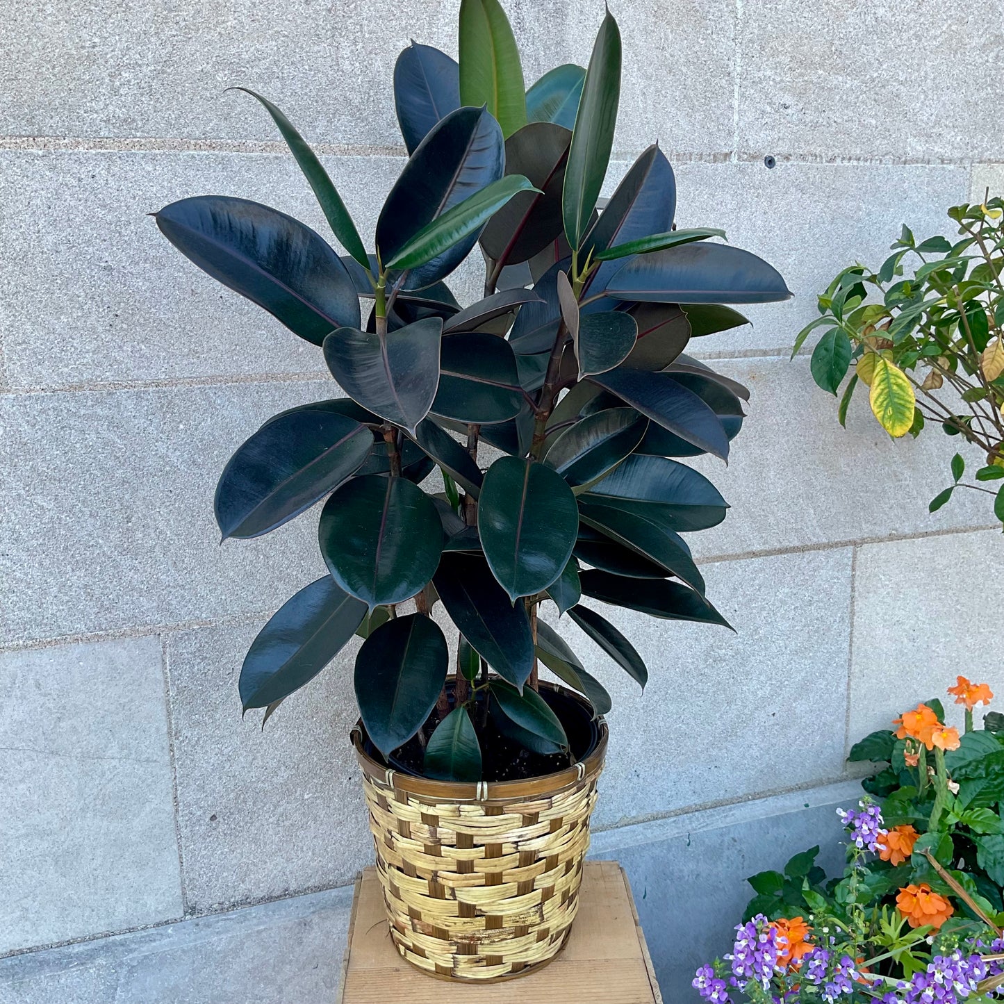 8 inch Rubber Tree