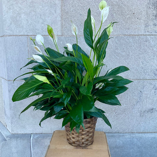 6 inch Peace Lily