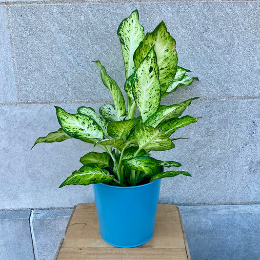 6 inch Dieffenbachia