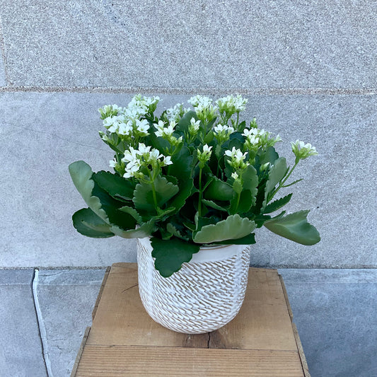 6 inch Kalanchoe