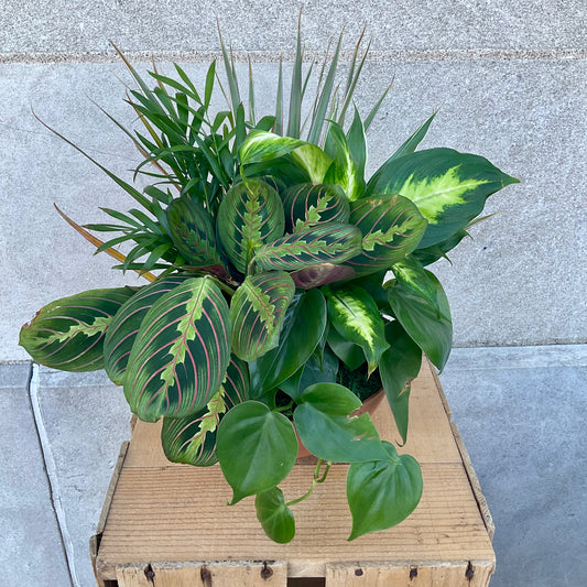 Small Plant Garden