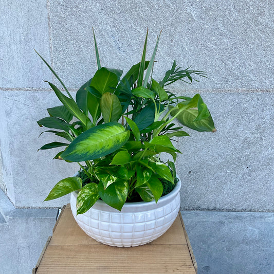 Plant Garden