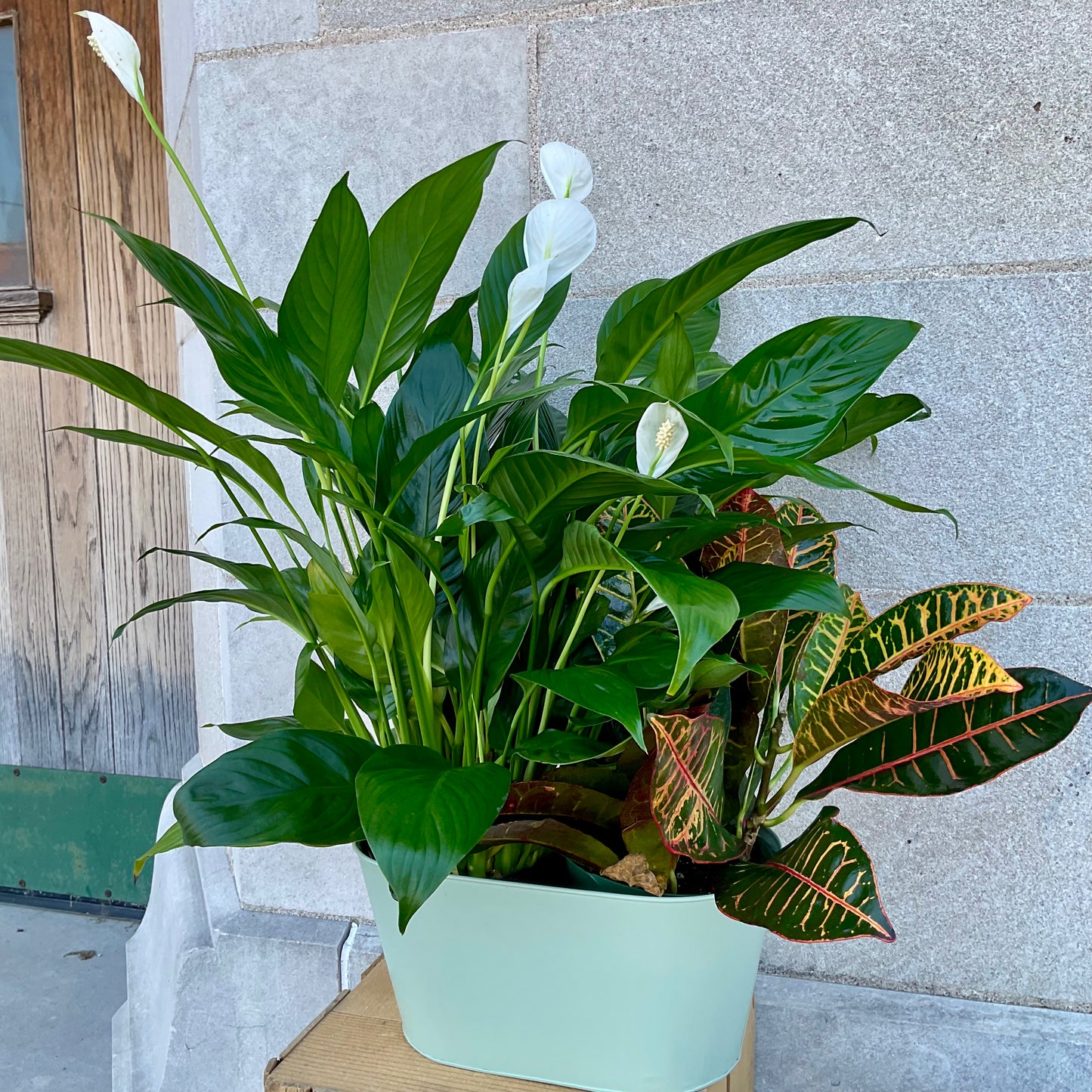 Double Plant Garden