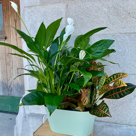 Double Plant Garden